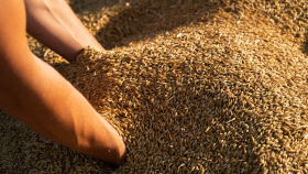 Египет выбрал на тендере крупную партию российской пшеницы